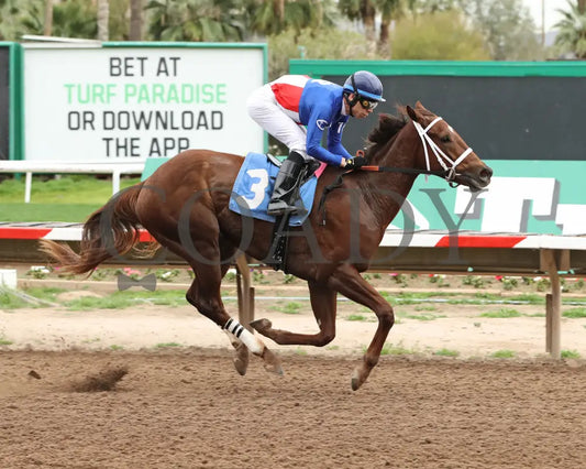 Grease Missle - Princess Of Palms Stakes 02-26-24 R03 Turf Paradise Finish