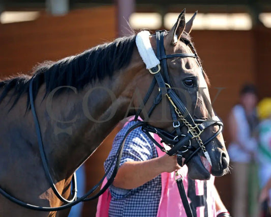 Greavette - The Malvern Rose Stakes 18Th Running 07-08-24 R07 Pid Paddock 03 Presque Isle Downs