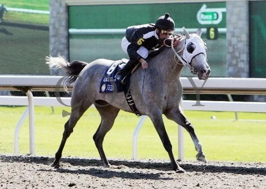Grilla - President Of United Arab Emirates Cup Keeneland