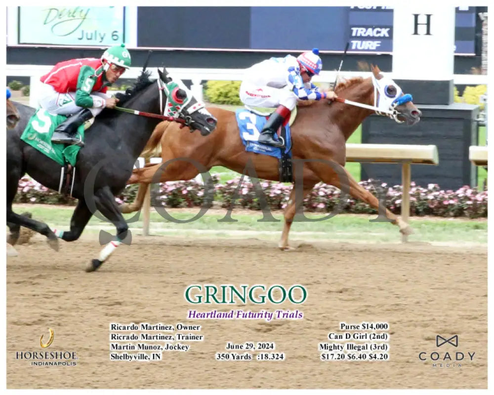 Gringoo - Heartland Futurity Trials 06-29-24 R09 Ind Action Indiana Grand