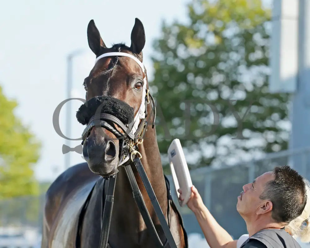 GROUNDED - The Avery Whisman Memorial Stakes - 08-11-25 - R07 - PID - Paddock 02 Presque Isle Downs