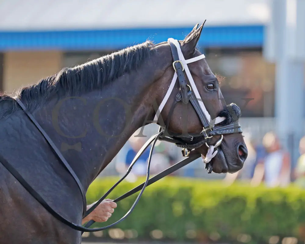 GROUNDED - The Avery Whisman Memorial Stakes - 08-11-25 - R07 - PID - Paddock 03 Presque Isle Downs