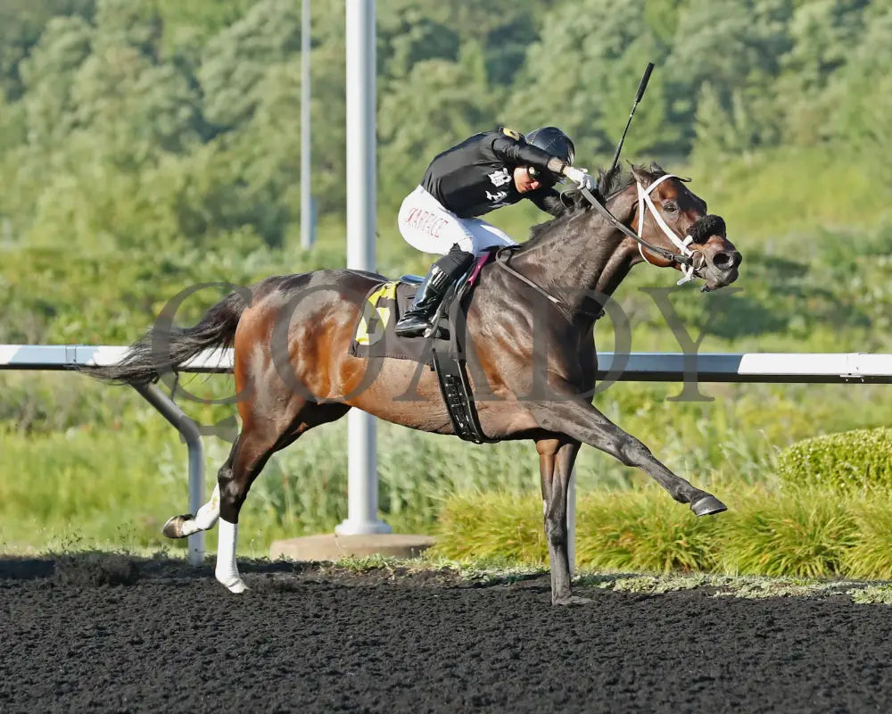 GROUNDED - The Avery Whisman Memorial Stakes - 08-11-25 - R07 - PID - Tight Finish 01 Presque Isle Downs