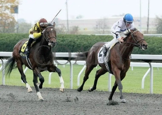 Hammers Terror - 2 102011 Race 05 Keeneland