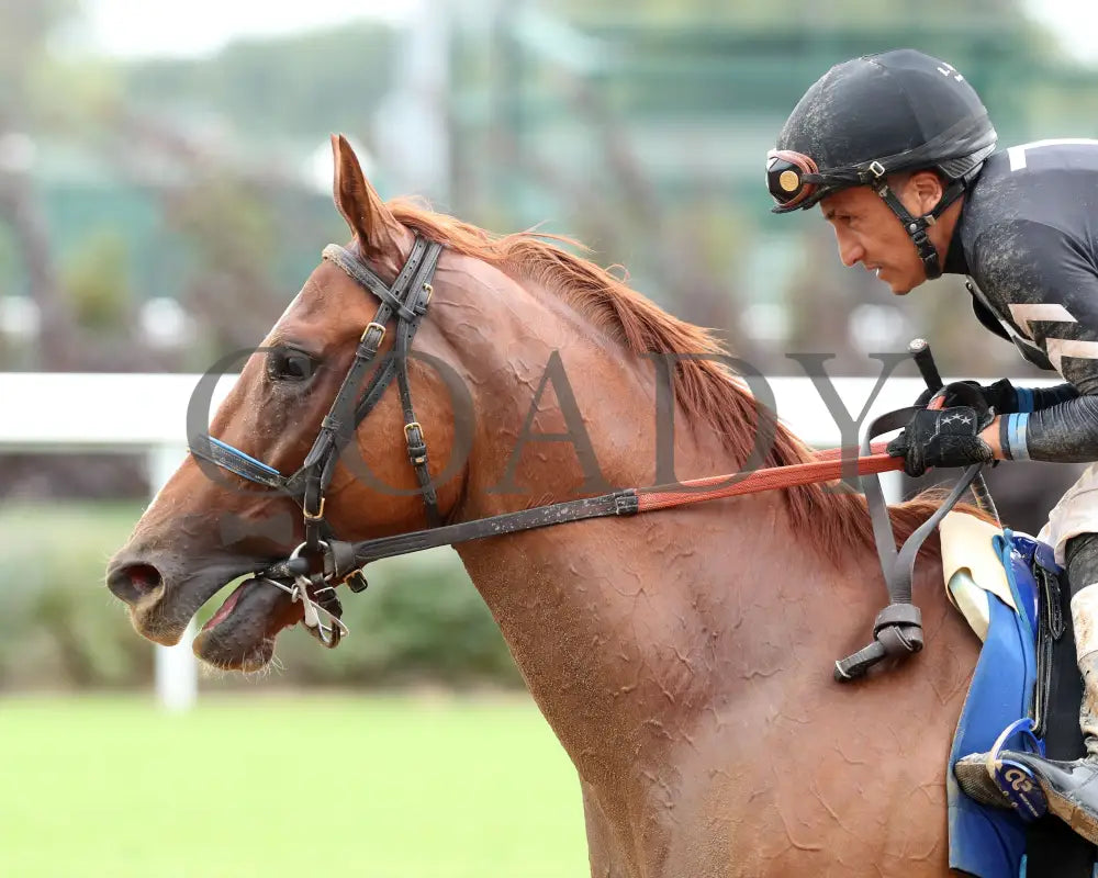 Henro - The Harrods Creek 09-21-24 R09 Cd Come Back 02 Churchill Downs