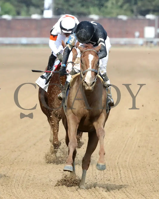 Henro - The Harrods Creek 09-21-24 R09 Cd Gallop Out 01 Churchill Downs