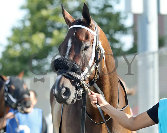 HE’S A MESS - The Hard Spun Stakes - 16th Running - 07-21-25 - R07 - PID - Paddock 02 Presque Isle Downs