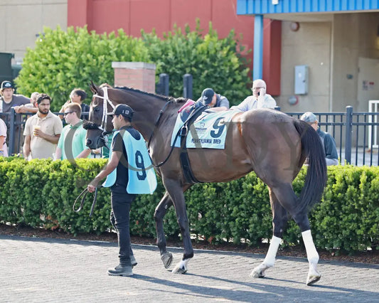 HE’S A MESS - The Hard Spun Stakes - 16th Running - 07-21-25 - R07 - PID - Paddock 05 Presque Isle Downs