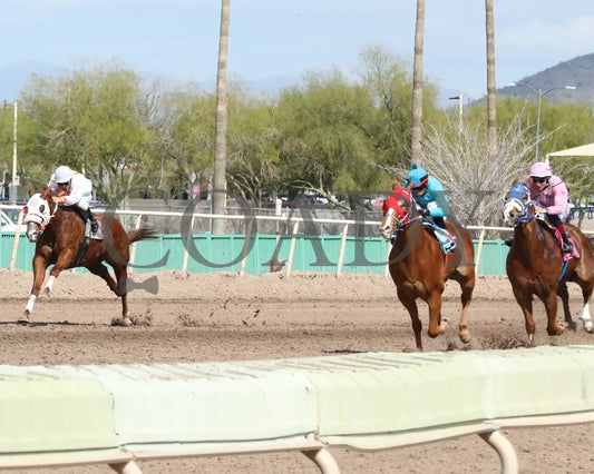 Hes My Sweetheart - Turf Paradise Maiden Stakes 02-21-24 R02 Inside Finish