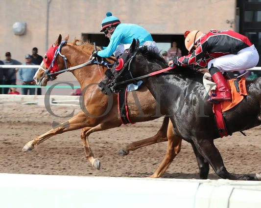 Hes My Sweetheart - Turf Paradise Maiden Stakes 02-21-24 R02 Inside Finish 2