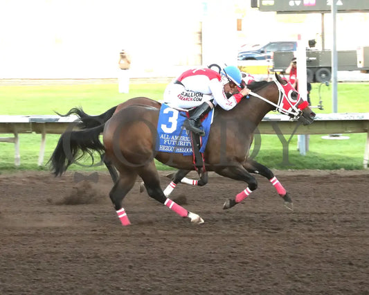 Hezgothelook Z - All American Quarter Horse Futurity 09-02-24 R11 The Downs At Albuquerque Finish 01