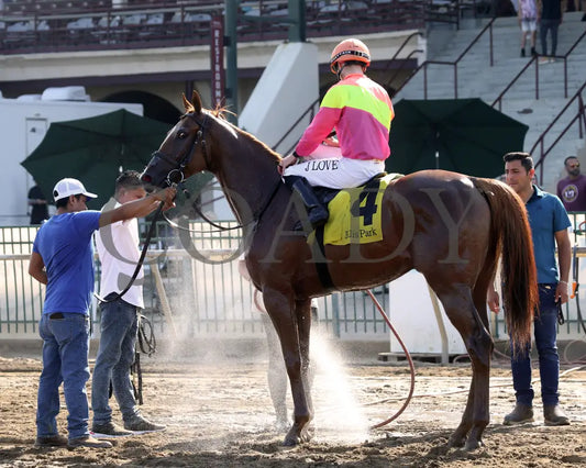 Highway Robber - Ky Downs Preview Turf Cup 6Th Running 08-04-24 R10 Elp Come Back 01 Ellis Park