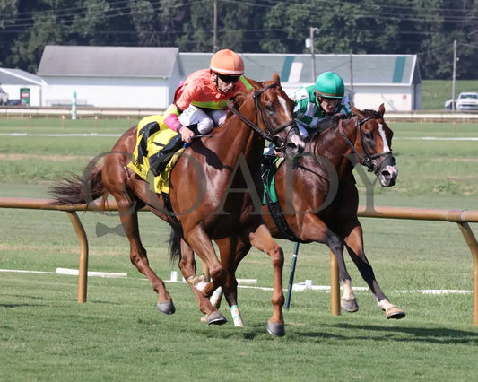 Highway Robber - Ky Downs Preview Turf Cup 6Th Running 08-04-24 R10 Elp Finish 02 Ellis Park