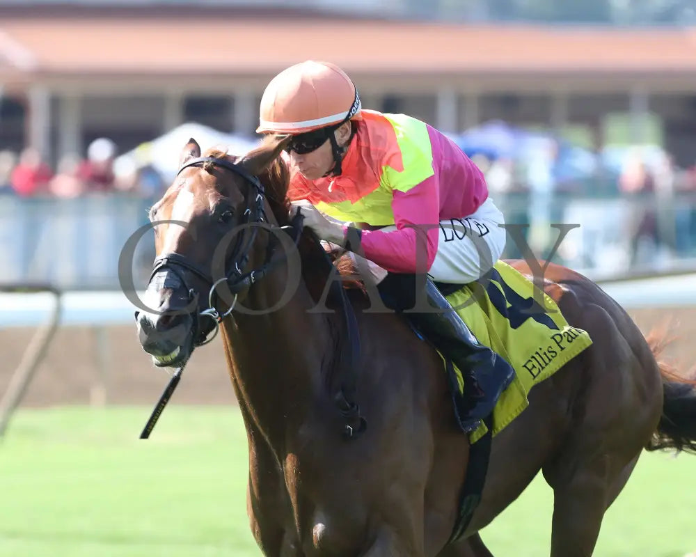 Highway Robber - Ky Downs Preview Turf Cup 6Th Running 08-04-24 R10 Elp Inside Finish 01 Ellis Park