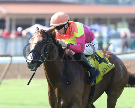 Highway Robber - Ky Downs Preview Turf Cup 6Th Running 08-04-24 R10 Elp Inside Finish 01 Ellis Park