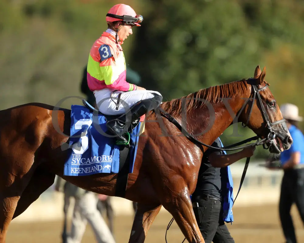 Highway Robber - The Sycamore G3 30Th Running 10-11-24 R09 Kee Come Back 02 Keeneland