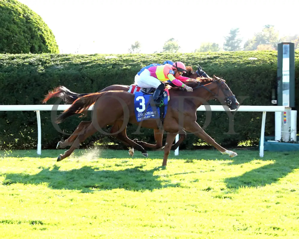 Highway Robber - The Sycamore G3 30Th Running 10-11-24 R09 Kee Finish 01 Keeneland