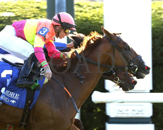Highway Robber - The Sycamore G3 30Th Running 10-11-24 R09 Kee Finish 02 Keeneland