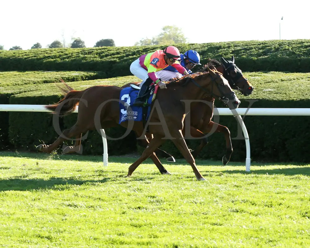 Highway Robber - The Sycamore G3 30Th Running 10-11-24 R09 Kee Finish 04 Keeneland