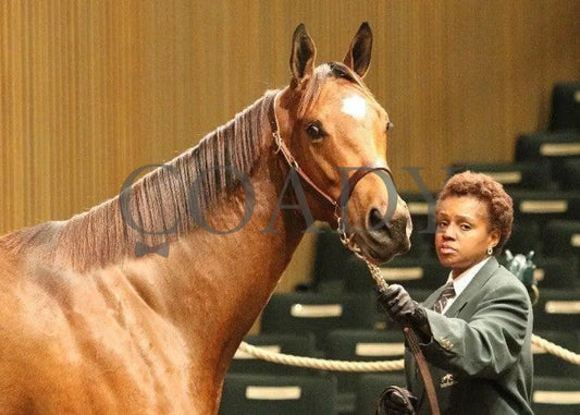 Hip 19 - 001 110810 Keeneland