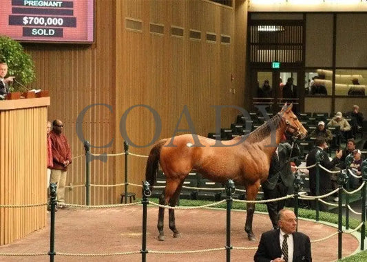 Hip 19 - 002 110810 Keeneland