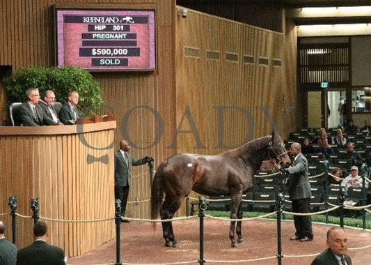 Hip 301 - 001 110910 Keeneland