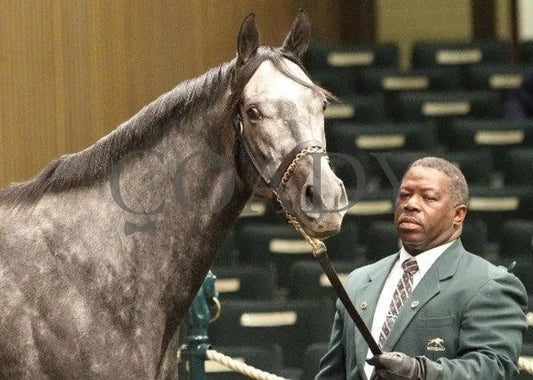 Hip 336 - 002 110910 Keeneland