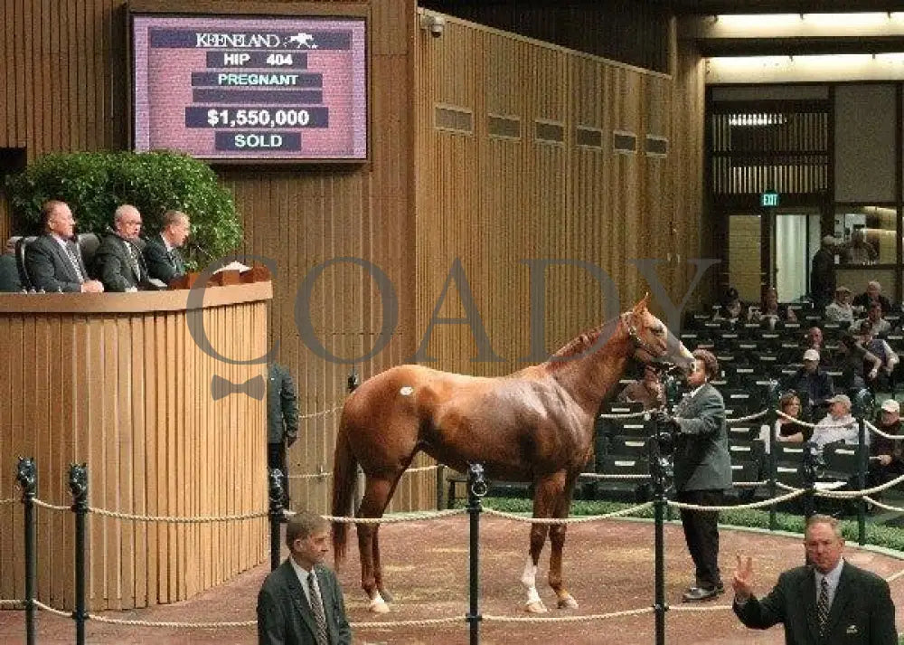Hip 404 - 001 11/09/10 Keeneland