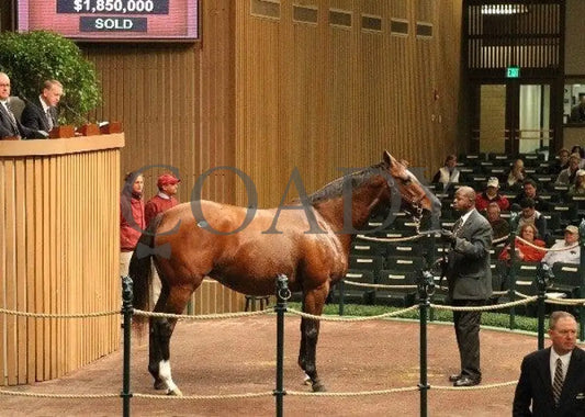 Hip 43 -001 - 110810 Keeneland