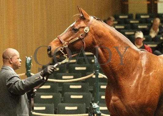 Hip 43 - 002 110810 Keeneland