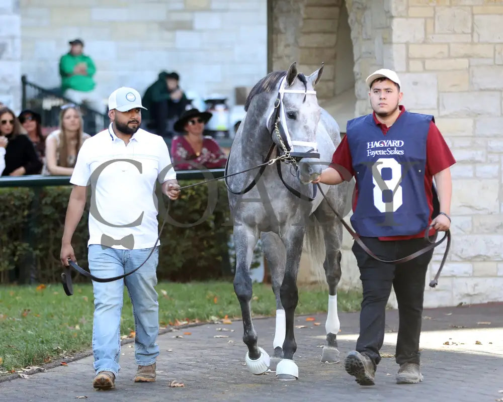 Hit Show - 102624 Race 08 Kee Paddock 01 Keeneland