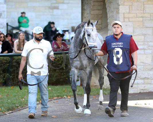 Hit Show - 102624 Race 08 Kee Paddock 01 Keeneland