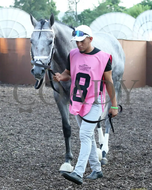 Hit Show - The West Virginia Governor’s Stakes G3 08-04-24 R07 Mnr Paddock 01 Mountaineer Park
