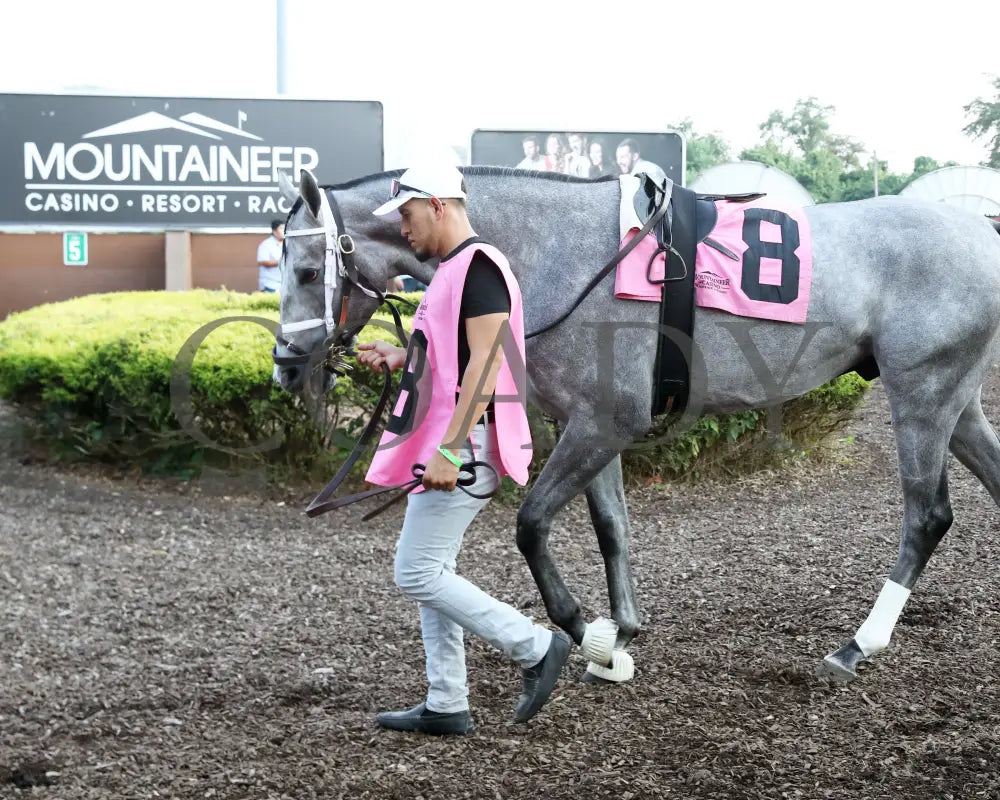 Hit Show - The West Virginia Governor’s Stakes G3 08-04-24 R07 Mnr Paddock 03 Mountaineer Park
