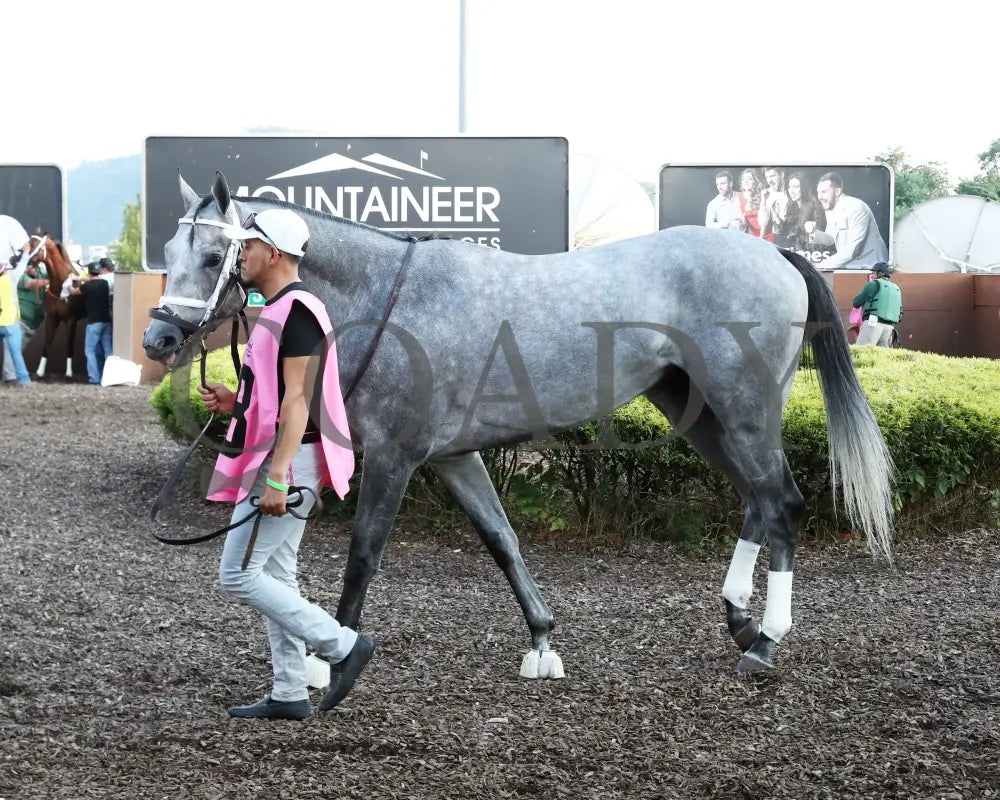 Hit Show - The West Virginia Governor’s Stakes G3 08-04-24 R07 Mnr Paddock 04 Mountaineer Park