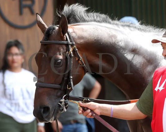 HONOR MARIE - The Isaac Murphy Marathon - 04-30-25 - R08 - CD - Paddock 02 Churchill Downs
