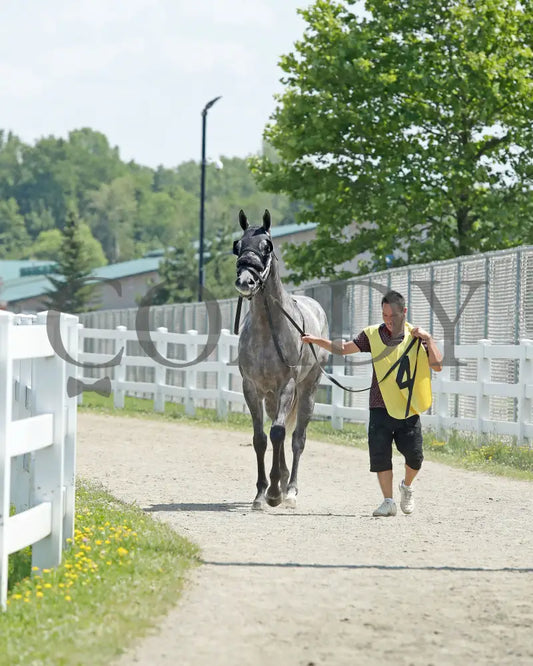 HORSEPOWER - The Karl Boyes Stakes - 19th Running - 07-04-25 - R07 - PID - Paddock 01 Presque Isle Downs