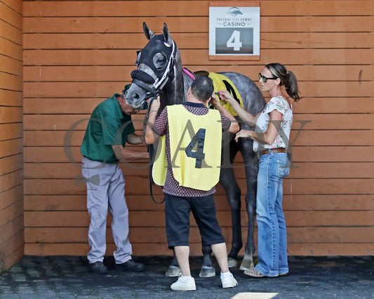 HORSEPOWER - The Karl Boyes Stakes - 19th Running - 07-04-25 - R07 - PID - Paddock 03 Presque Isle Downs