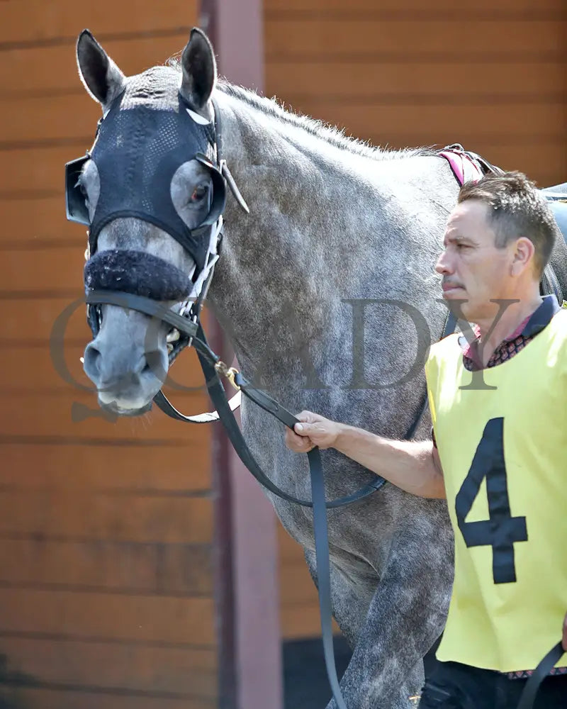 HORSEPOWER - The Karl Boyes Stakes - 19th Running - 07-04-25 - R07 - PID - Paddock 05 Presque Isle Downs