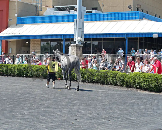 HORSEPOWER - The Karl Boyes Stakes - 19th Running - 07-04-25 - R07 - PID - Paddock 04 Presque Isle Downs