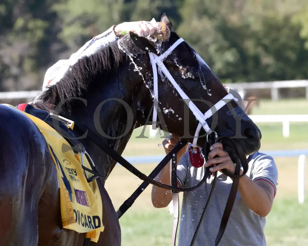 Howard Wolowitz - The Aristocrat Franklin-Simpson Stakes G1 09-07-24 R09 Kd Come Back 01 Kentucky