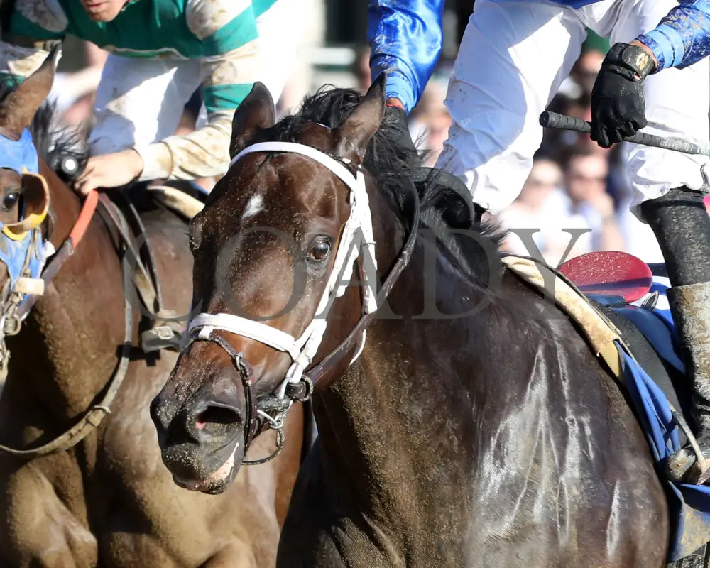 Immersive - The Darley Alcibiades G1 73Rd Running 10-04-24 R09 Kee Inside Finish 02 Keeneland