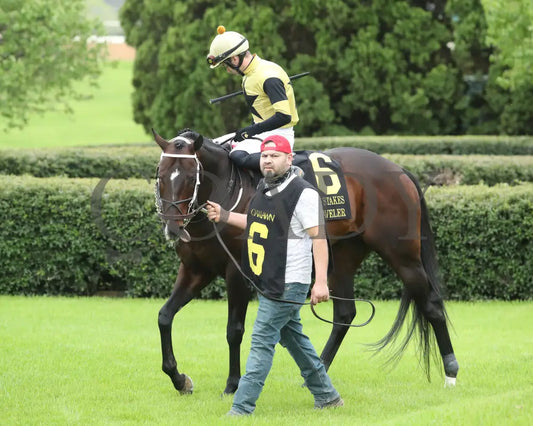 Jaxon Traveler - The Whitmore Stakes G3 78Th Running 03 - 16 - 24 R09 Op Paddock 01 Oaklawn Park