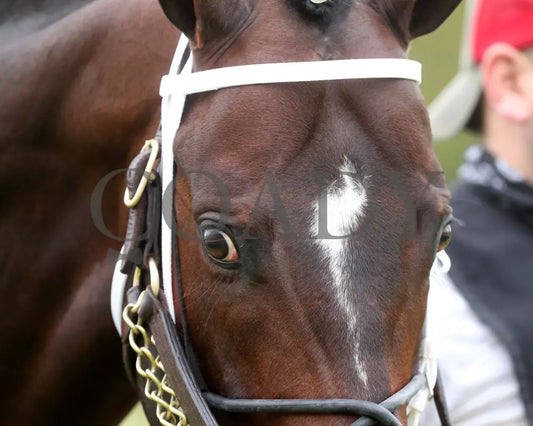 Jaxon Traveler - The Whitmore Stakes G3 78Th Running 03 - 16 - 24 R09 Op Paddock 06 Oaklawn Park