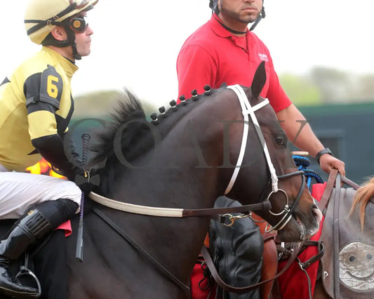 Jaxon Traveler - The Whitmore Stakes G3 78Th Running 03 - 16 - 24 R09 Op Post Parade 02 Oaklawn Park