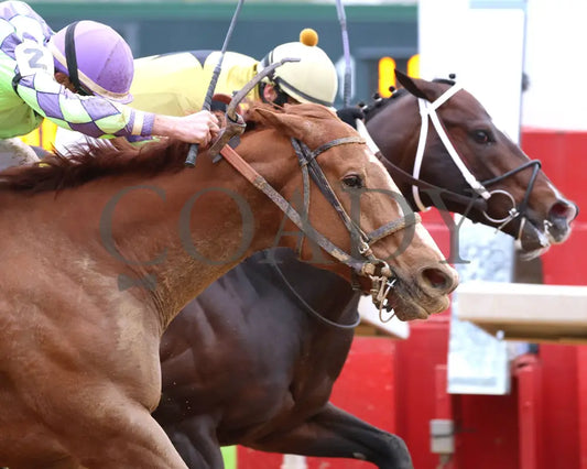 Jaxon Traveler - The Whitmore Stakes G3 78Th Running 03 - 16 - 24 R09 Op Tight Finish 01 Oaklawn