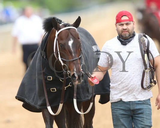 Jaxon Traveler - The Whitmore Stakes G3 78Th Running 03 - 16 - 24 R09 Op Walk Back 01 Oaklawn Park