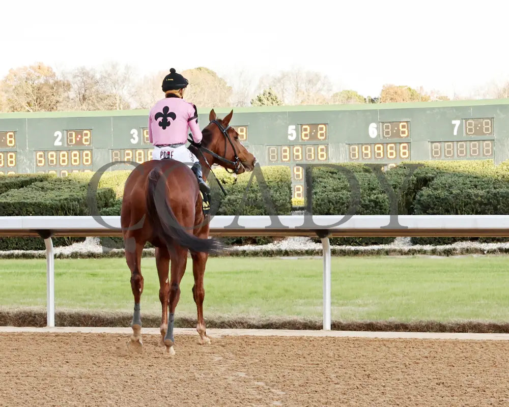 JERSEY PEARL - Poinsettia Stakes - 12-21-25 - R08 - OP - Come Back 01 - Coady Media - Kurtis Coady Photography