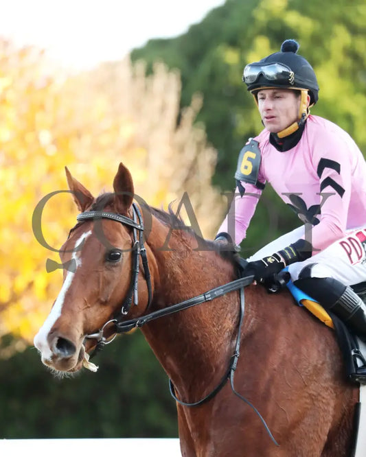 JERSEY PEARL - Poinsettia Stakes - 12-21-25 - R08 - OP - Come Back 02 - Coady Media - Kurtis Coady Photography