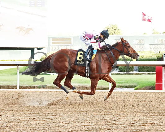 JERSEY PEARL - Poinsettia Stakes - 12-21-25 - R08 - OP - Finish 01 - Coady Media - Kurtis Coady Photography